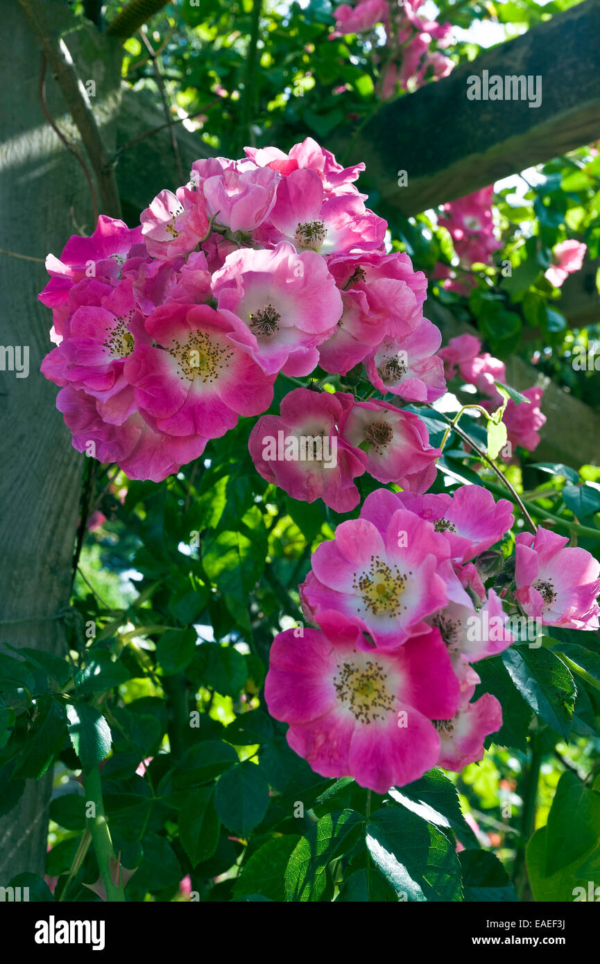 Cluster of pink rose blooms with white center Stock Photo