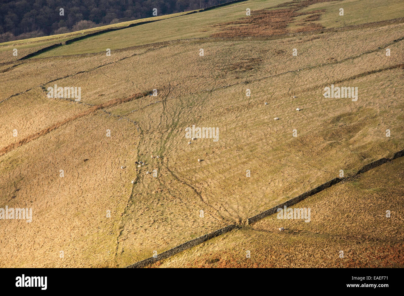 Sheep on a Hillside in the Peak District. Abstract image looking across at the hillside with track across the ground. Stock Photo