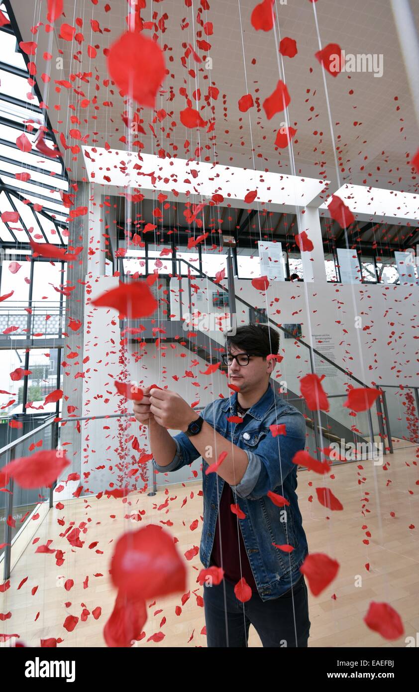 Kassel, Germany. 13th Nov, 2014. Museum employee Moritz Siebert hangs one of 17,000 remembrance poppies in the Museum for Sepulchral Culture in Kassel, Germany, 13 November 2014. The flower installation is part of the exhibition 'Die Verwandlung. Sterben und Trauer 1914 bis 1918' (Metamorphosis. Death and Mourning 1914 to 1918) which opens on 14 November. 1,000 war dead are represented with each poppy. Photo: UWE ZUCCHI/dpa/Alamy Live News Stock Photo