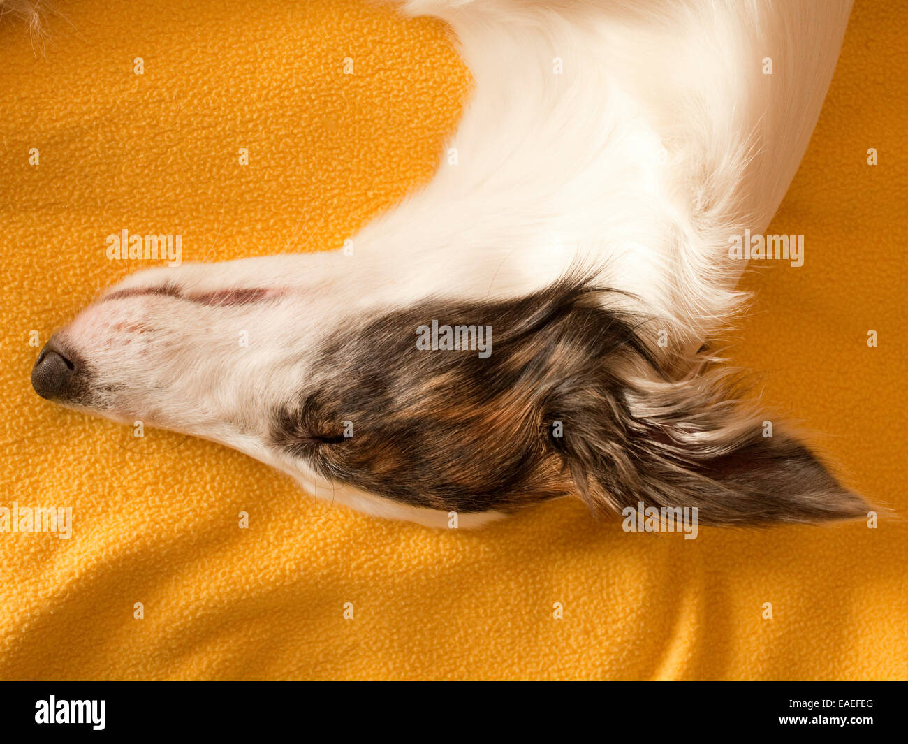 sleeping dog on bed Stock Photo