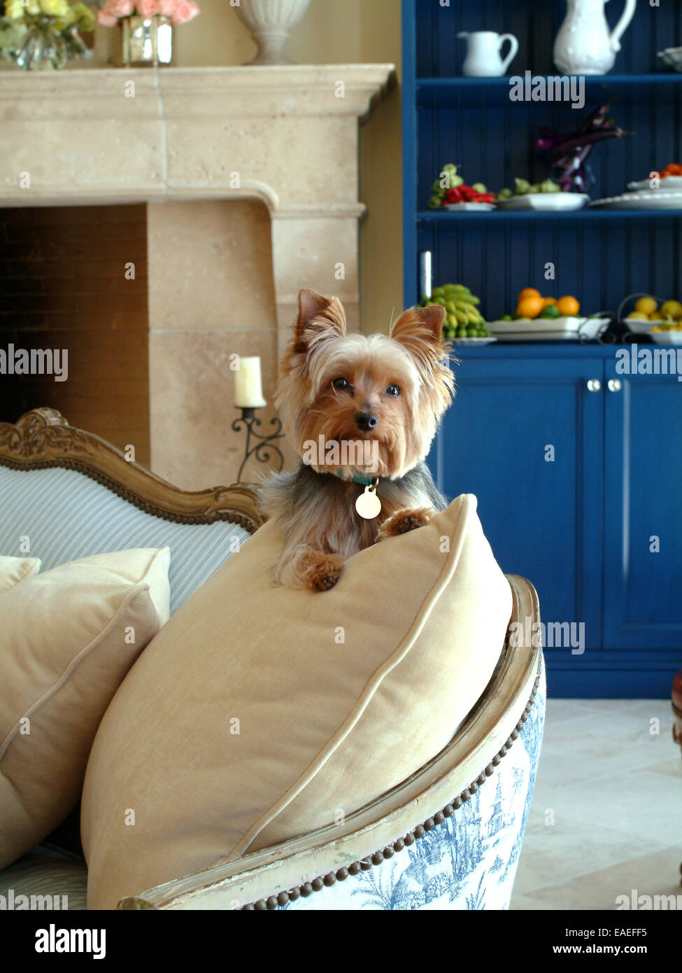 Small Dog on Couch Stock Photo Alamy