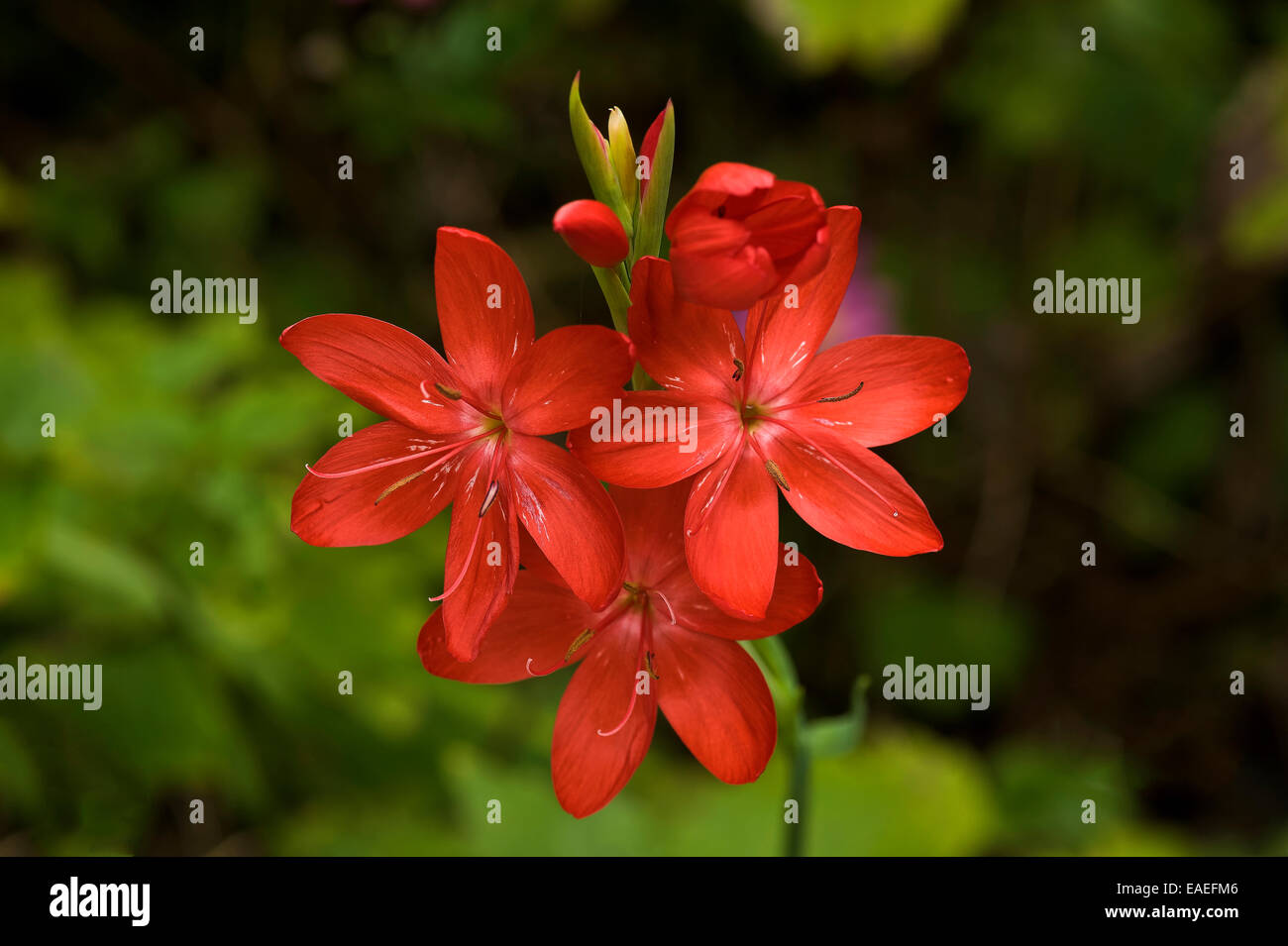 red flower headCluster of red kaffir lily flowers Stock Photo