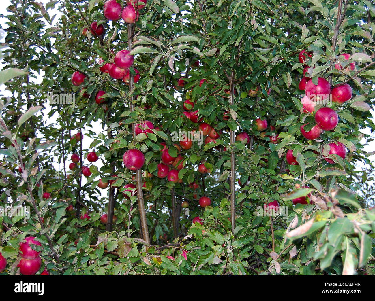 Apples on the tree Stock Photo - Alamy