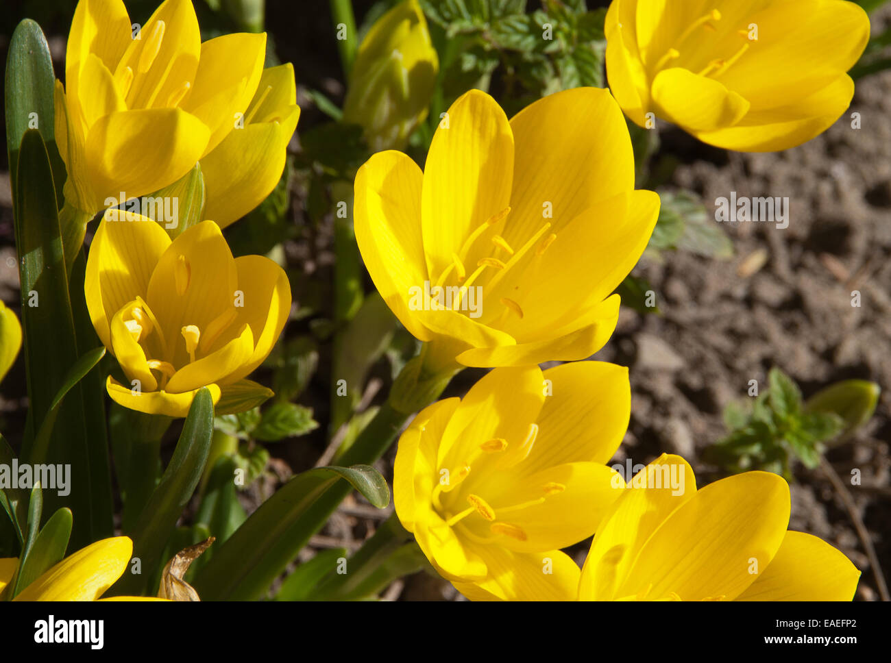 The plant Sternbergia lutea photographed in the garden in the park. The plant is autumn and has beautiful yellow flowers. Stock Photo