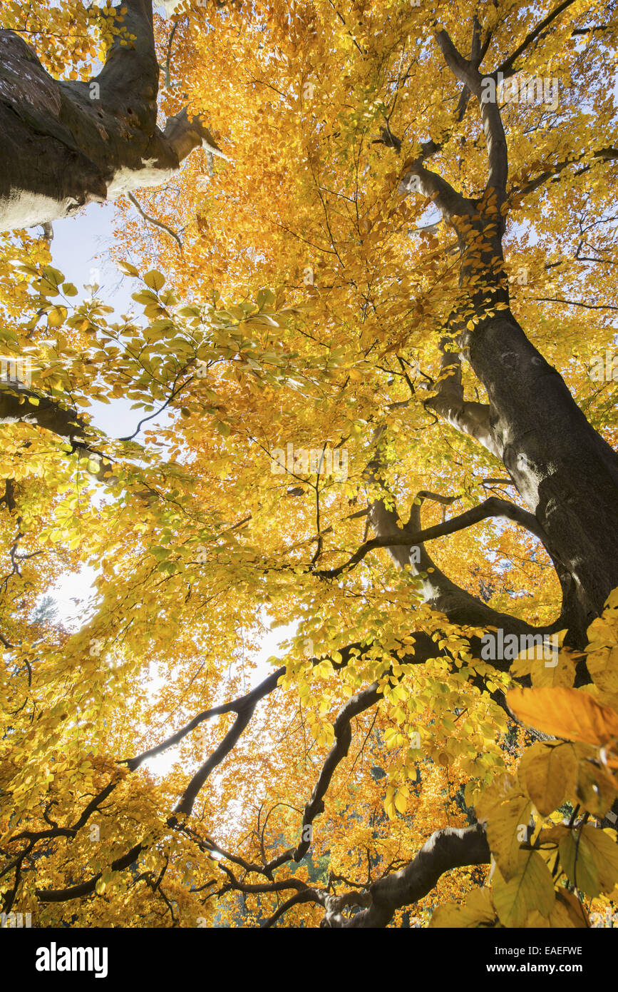 Beech tree in autumn, Austria, Vienna, 18. district, Tuerkenschanzpark Stock Photo