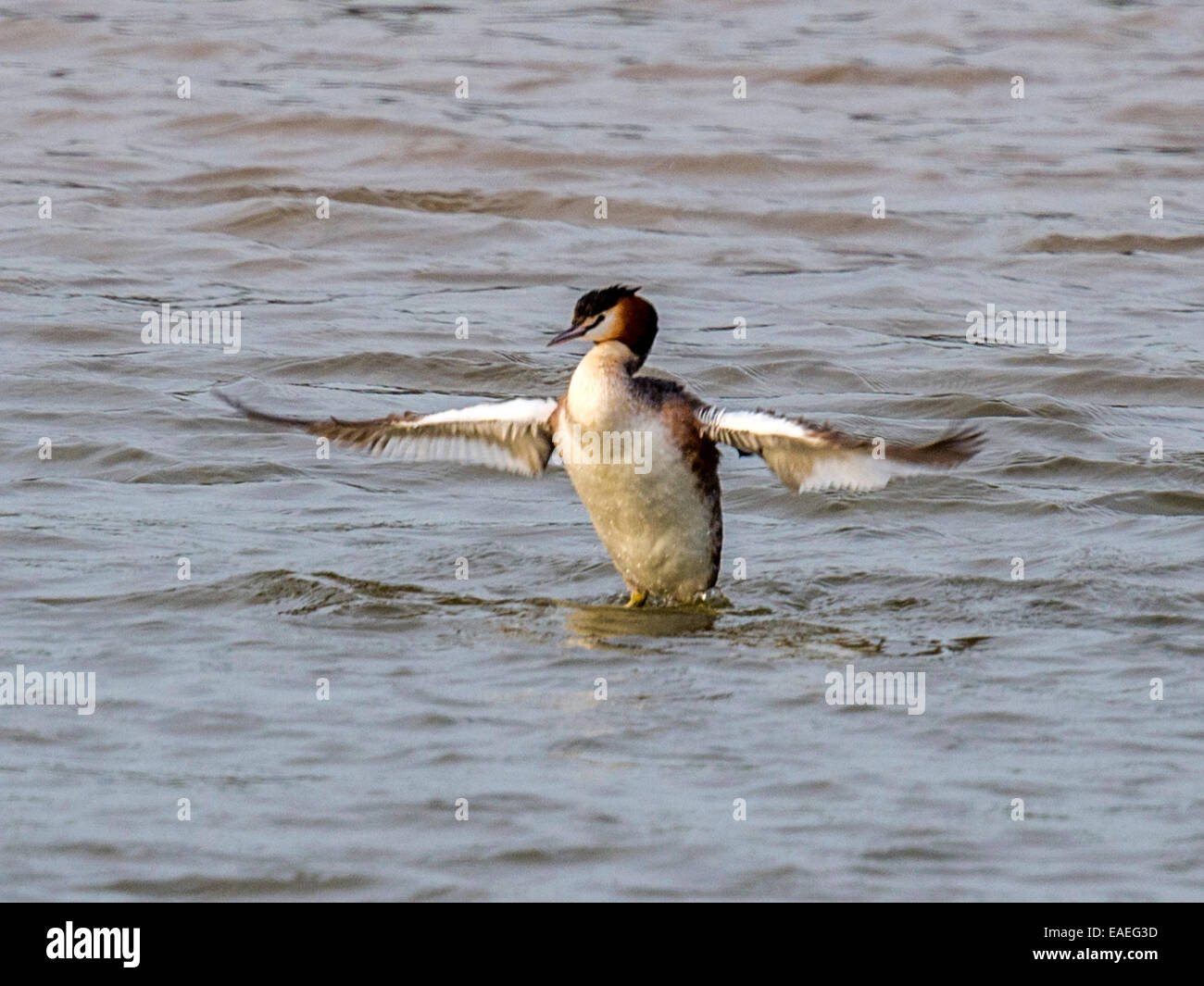 A Grebe [Podicipedidae] flexes its wings, lifting itself out of the cold sea water. Stock Photo