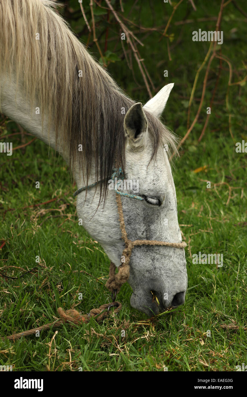 A white horse grazing in a farmers pasture in Cotacachi, Ecuador Stock Photo