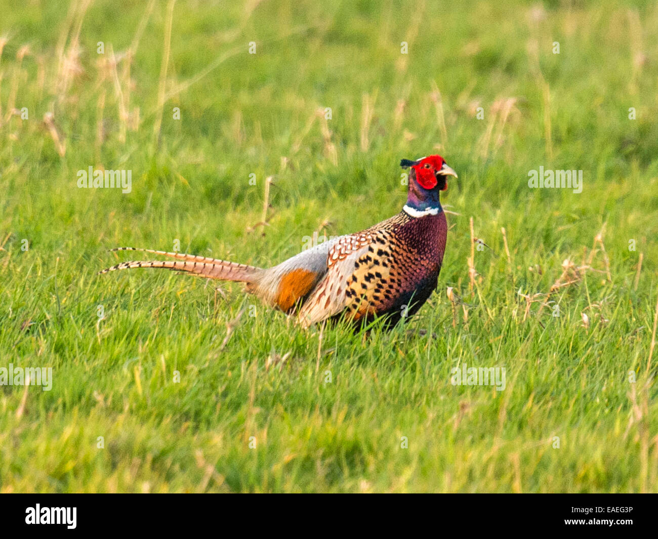 A wild Pheasant [Phasianinae] walks calmly across a green field attempting to catch the attention of a nearby female. Stock Photo