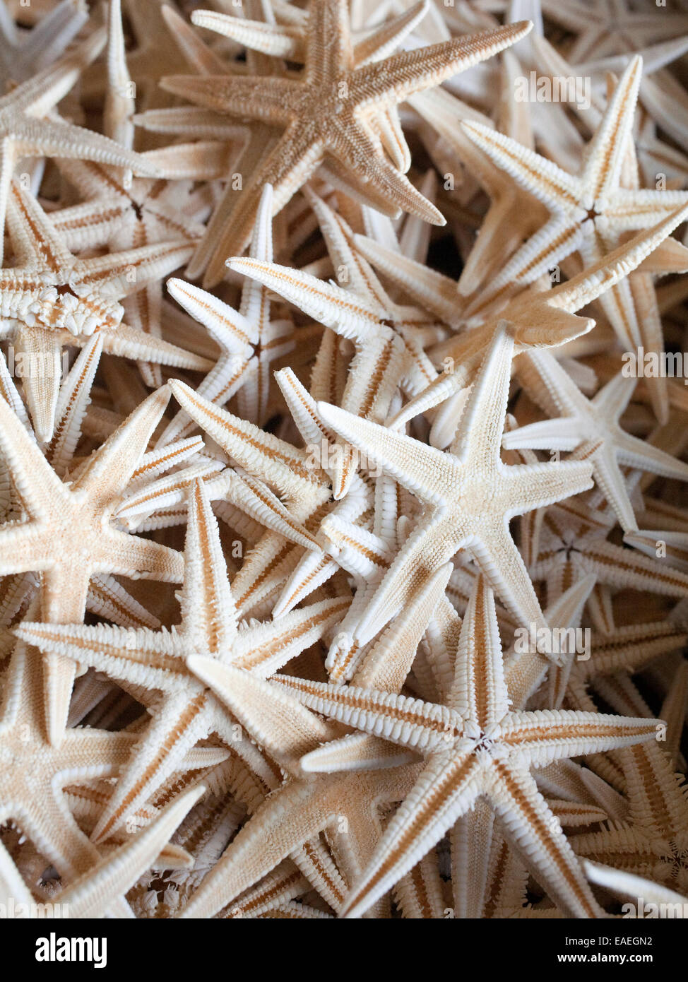 detail of many starfish Stock Photo