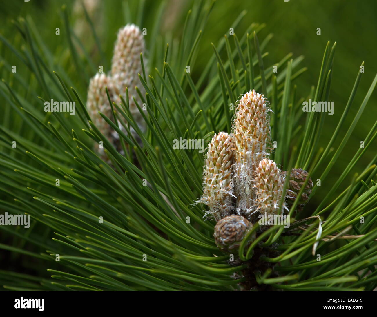 Pinus Nigra Cone Hi res Stock Photography And Images Alamy pinus-nigra-cone-hi-res-stock-photography-and-images-alamy