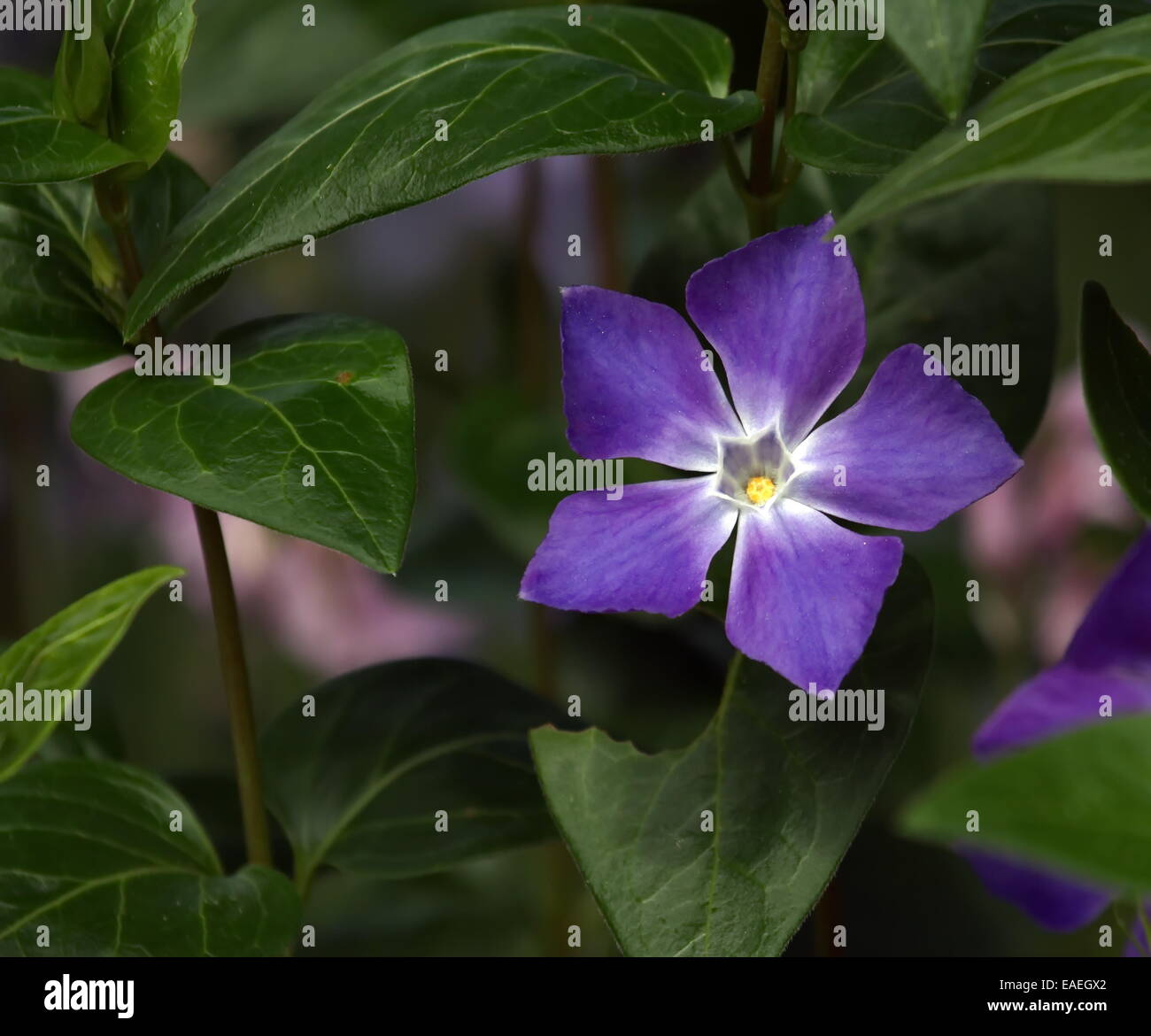 Close up on bigleaf or large or greater or blue periwinkle, vinca major Stock Photo