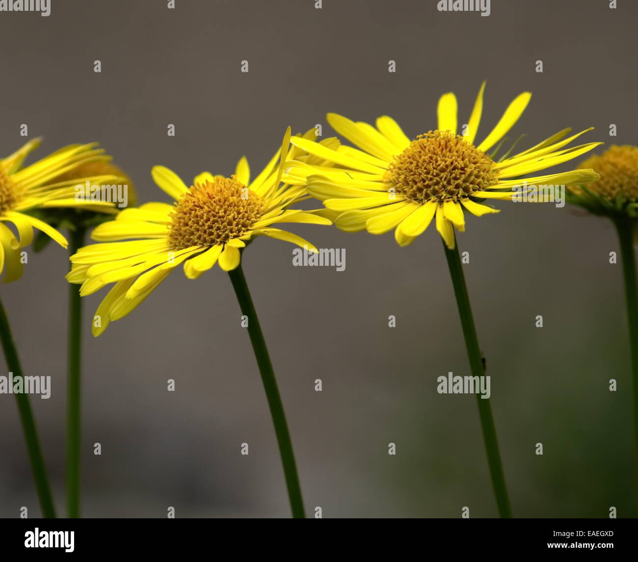 Close up on heart-leaved Leopard's Bane, doronicum columnae Stock Photo