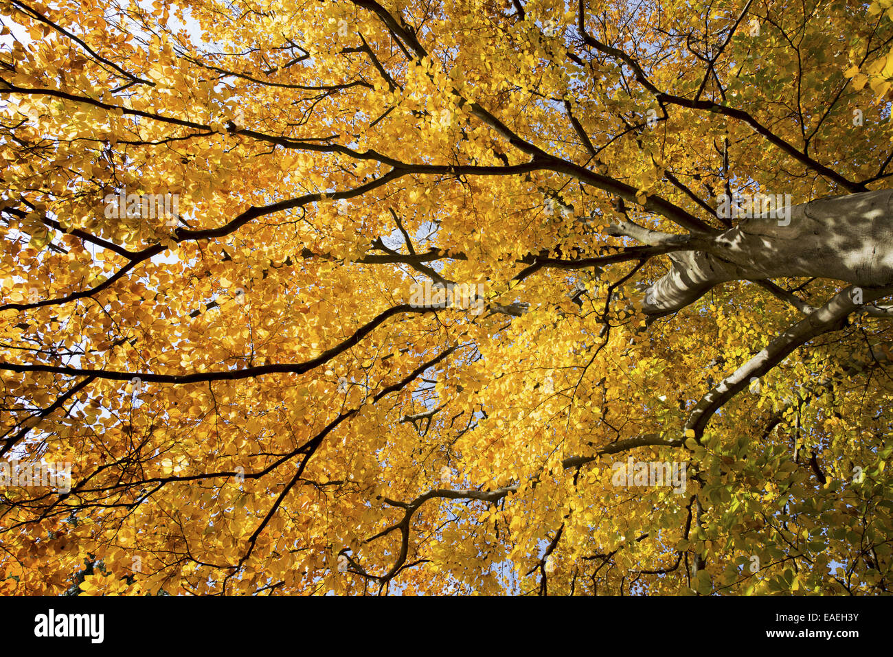 Beech tree in autumn, Austria, Vienna, 18. district, Tuerkenschanzpark Stock Photo