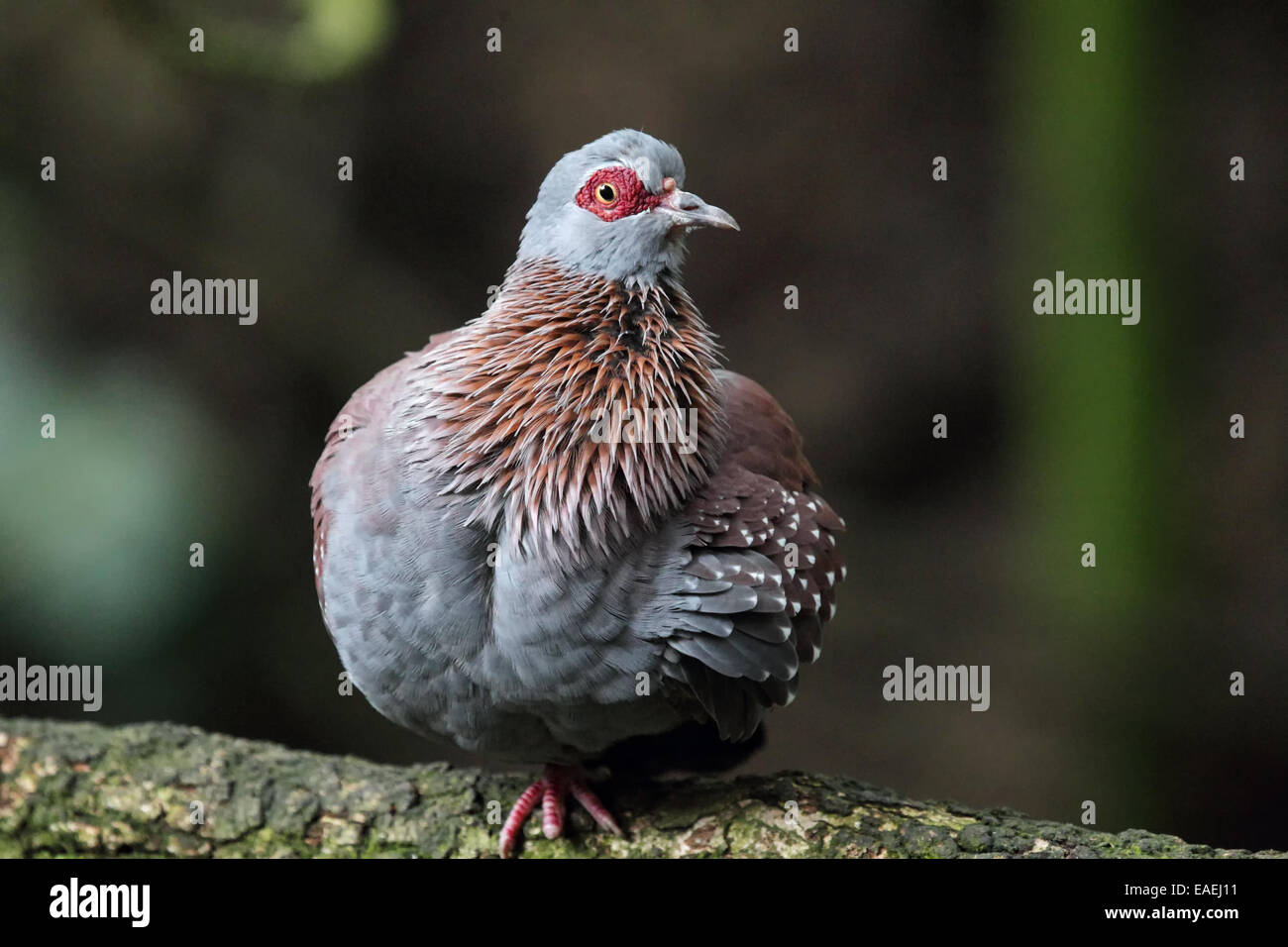 Speckled Pigeon (Columba guinea) sitting on a branch. Stock Photo