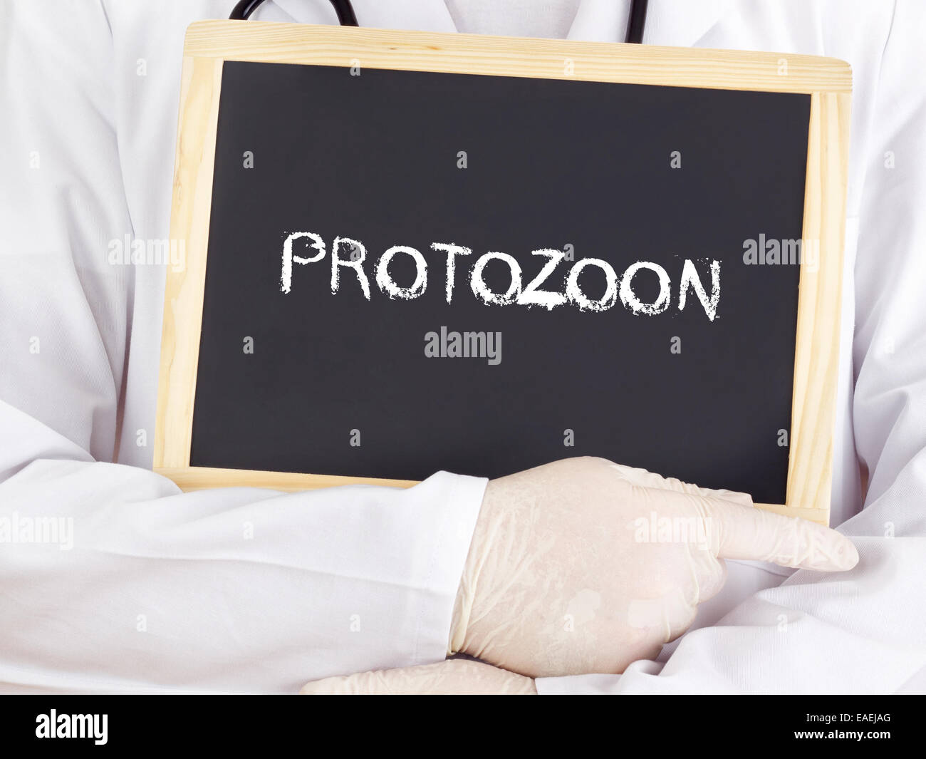 Doctor shows information: protozoon Stock Photo