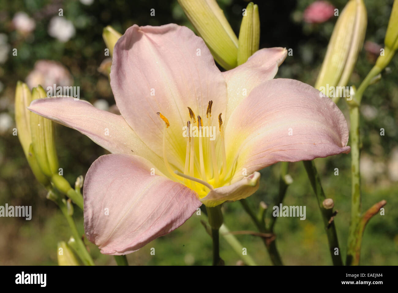 A daylily flower, Hemerocallis 'Luxury Lace', in a herbaceous garden flower border Stock Photo