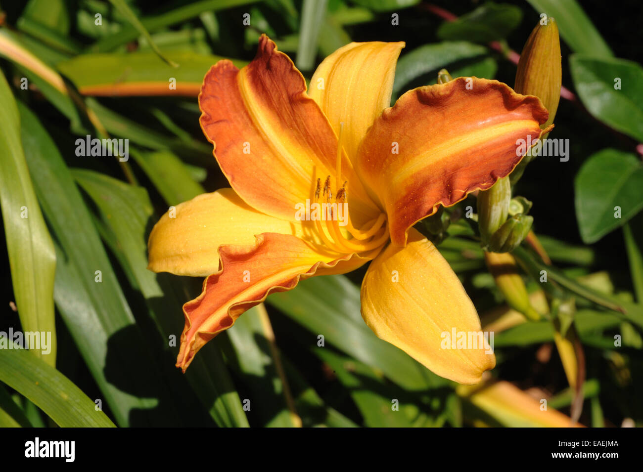 A daylily flower, Hemerocallis 'Frans Hals', in a herbaceous garden flower border Stock Photo