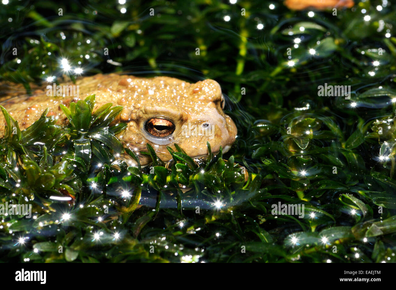 Common Toad (Bufo bufo) in garden pond. Kent, UK, May. Unusual light colour Stock Photo