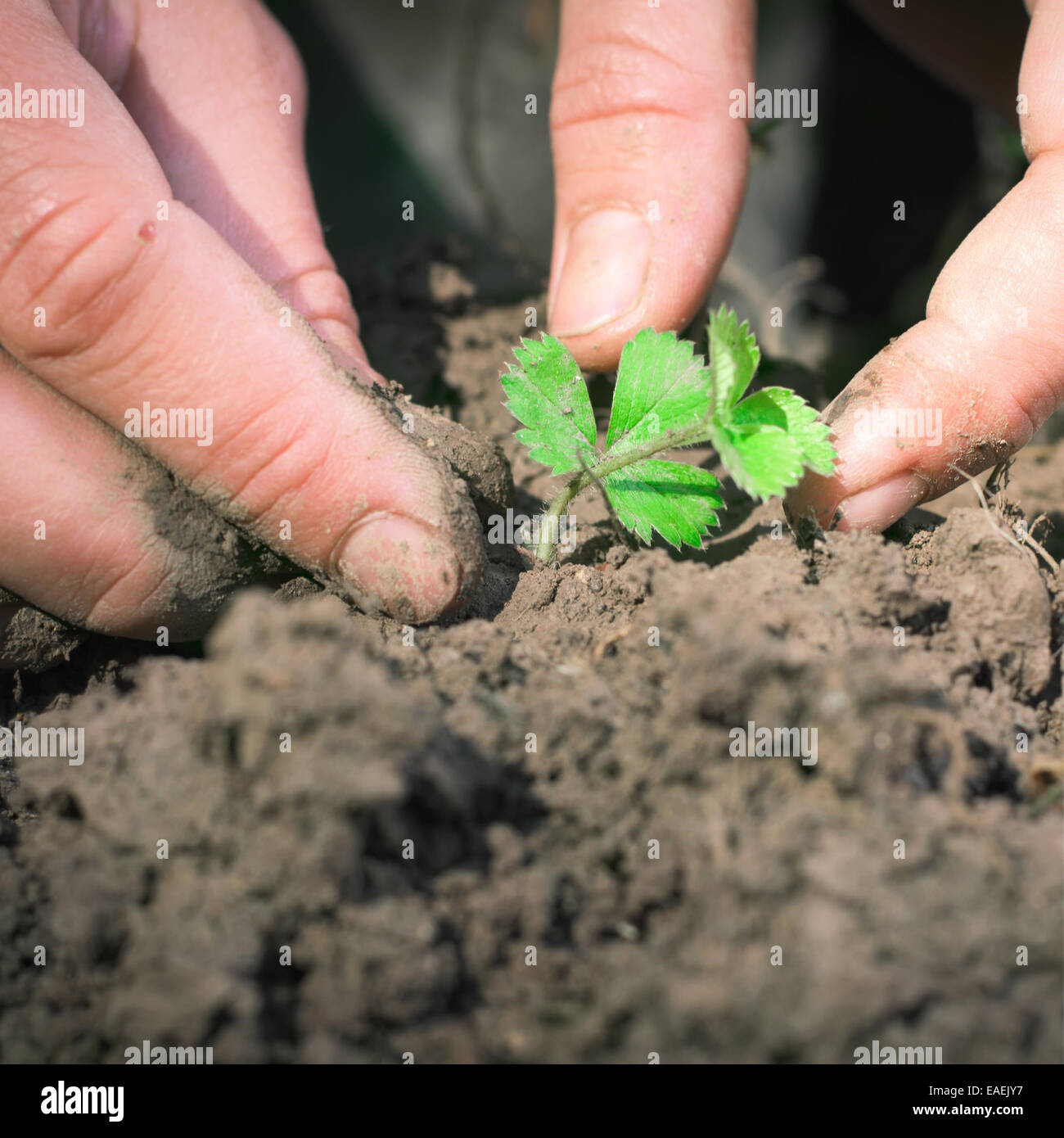 Woman's hands holding strawberry in dirt Stock Photo