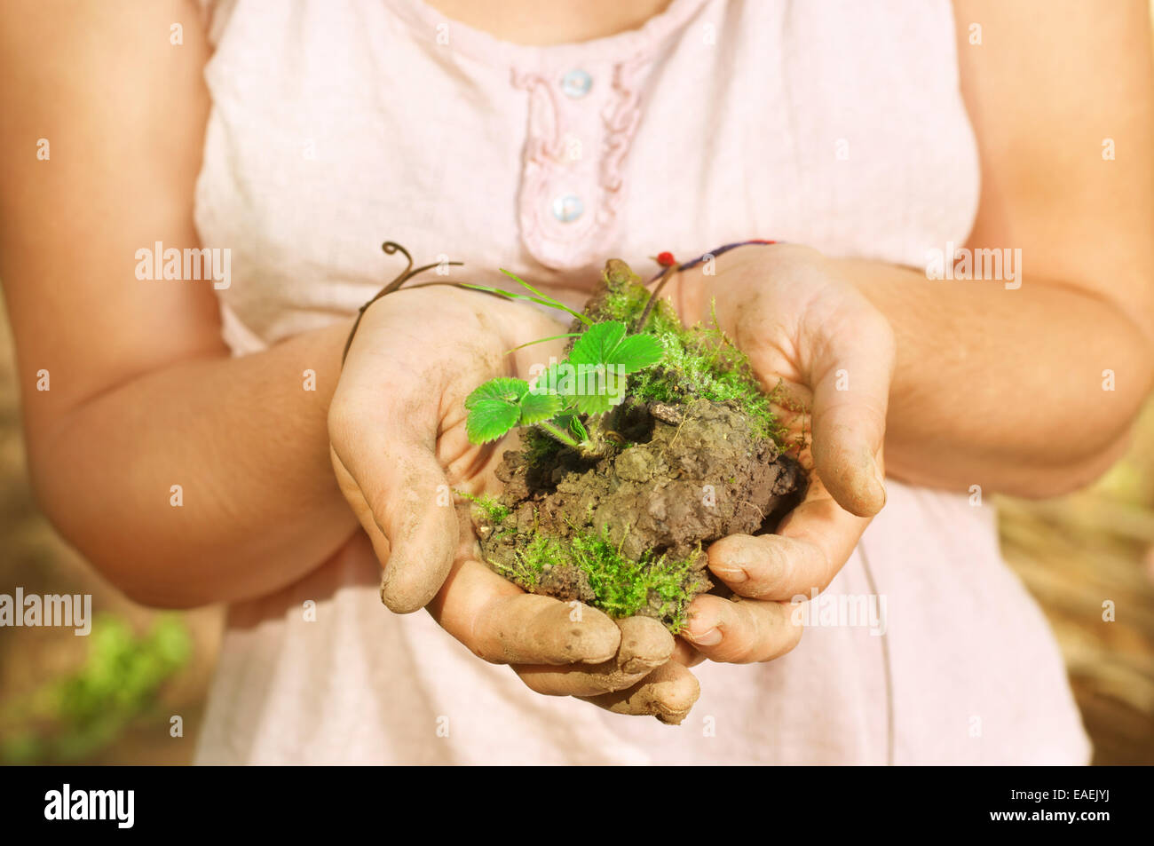 Woman's hands holding strawberry in dirt Stock Photo