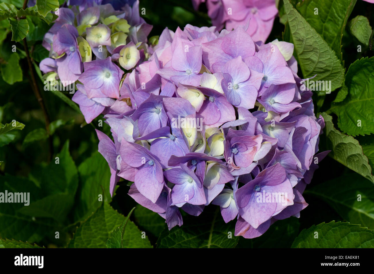 Blue/pink flowerhead of Hydrangea macrophylla where the marginal colour between red and blue is affected by soil pH conditions n Stock Photo