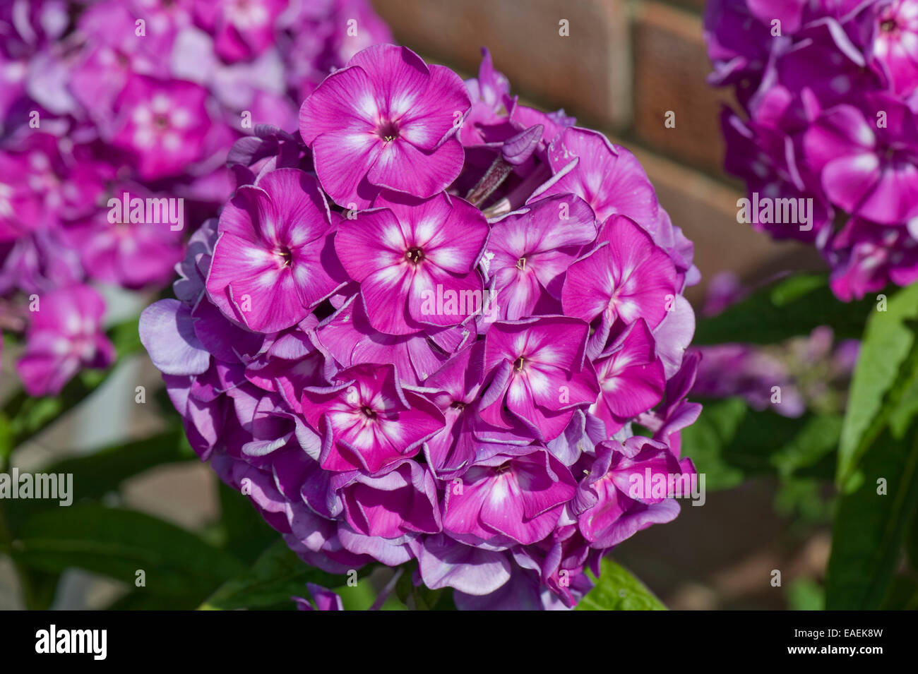 Purple flowerhead of a sweet william, Dianthus barbatus, a garden ornamental perennial herbaceous plant Stock Photo