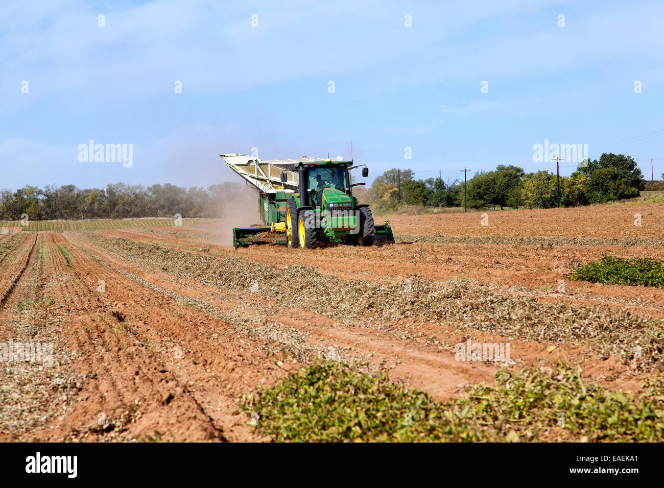 Tractor harvesting inverted 'spanish'  peanut crop. Stock Photo