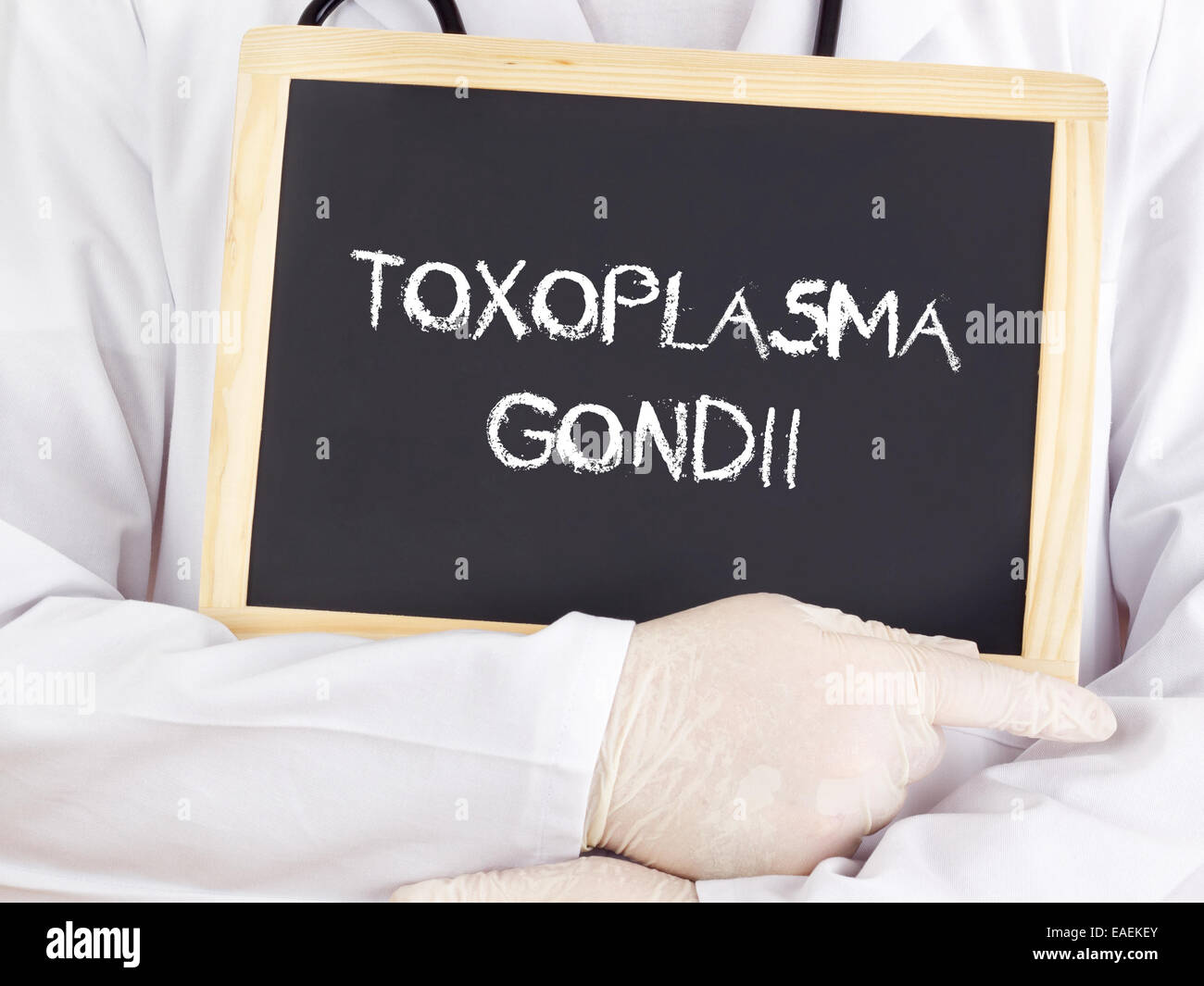 Doctor shows information: Toxoplasma gondii Stock Photo