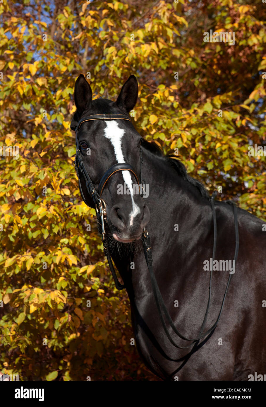 Black horse with white blaze hires stock photography and images
