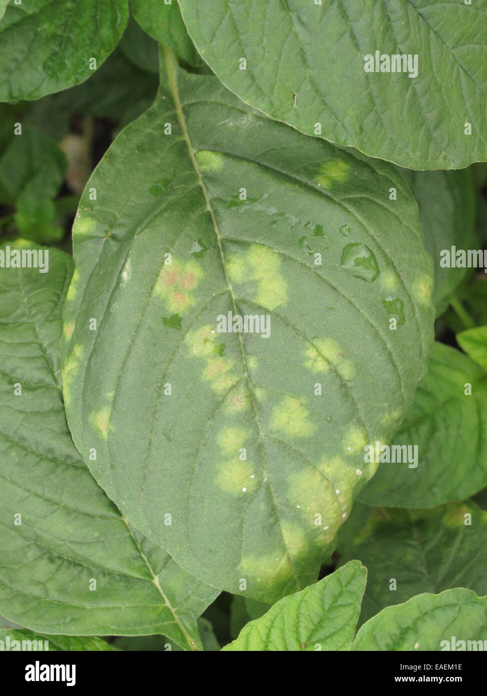 White rust, Albugo bliti, blisters on the upper surface of amaranth or pigweed leaves, Amaranthus retroflexus, Stock Photo