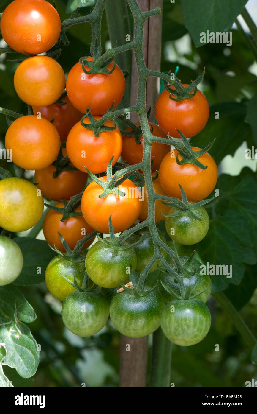 Sweet, orange coloured cherry tomato fruit on a ripening truss on a greenhouse grown plant Stock Photo
