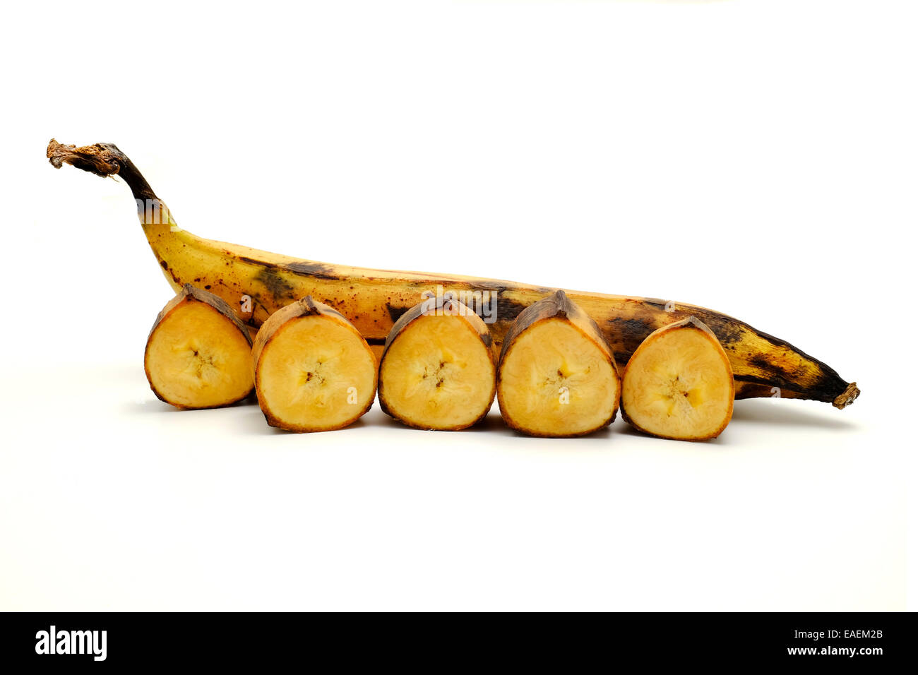 Black plantain Cut Out Stock Images & Pictures Alamy
