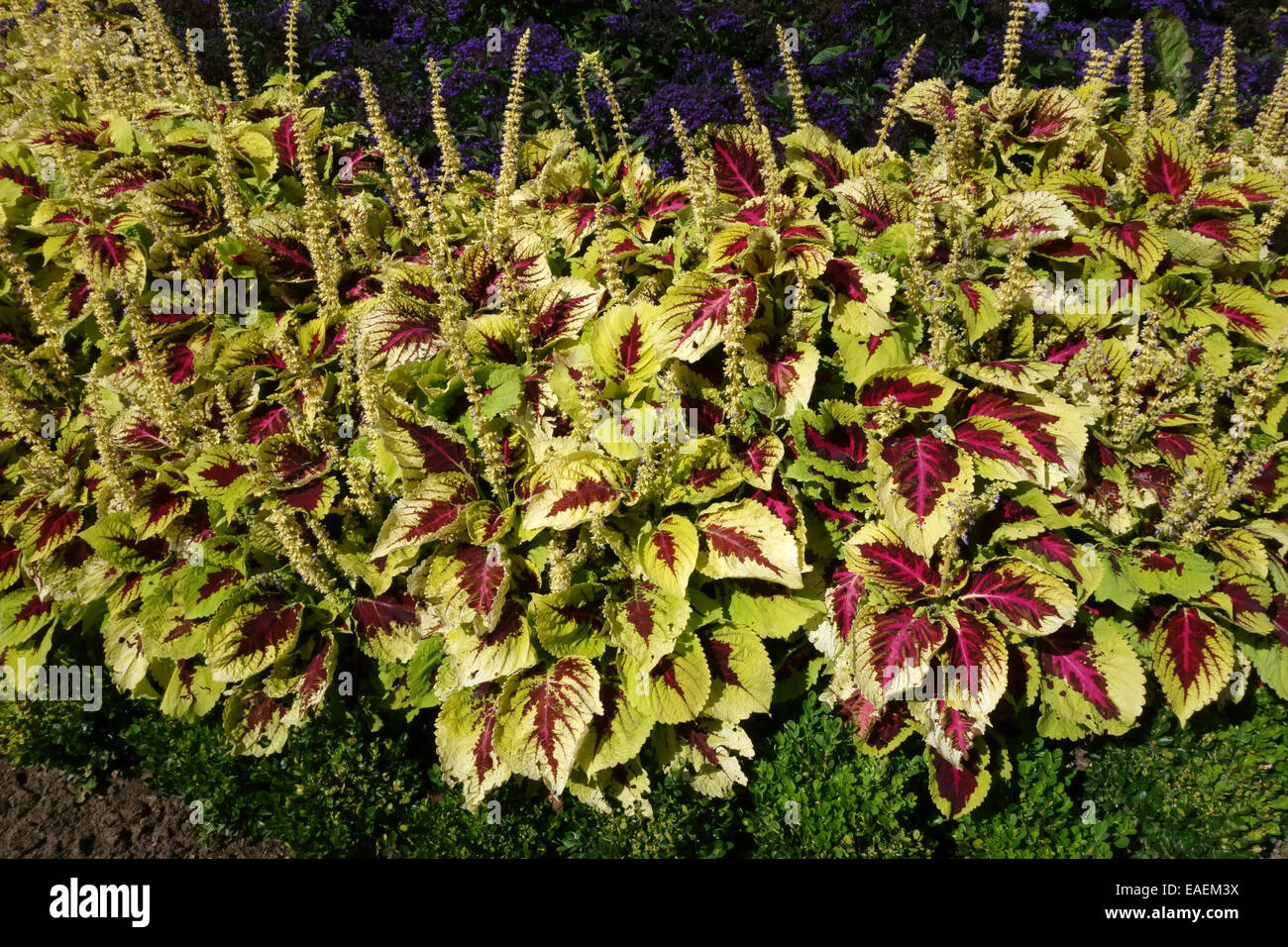 Plectranthus scutellarioides, Coleus, brightly coloured red and yellow foliage plants in flower in a herbaceous flower border Stock Photo