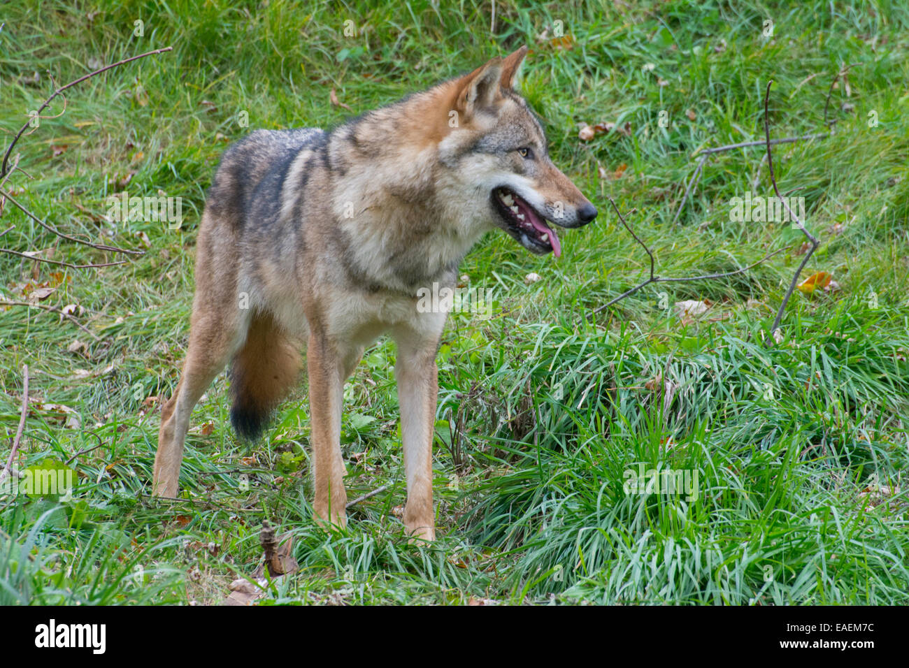 A Timber Wolf Stock Photo - Alamy