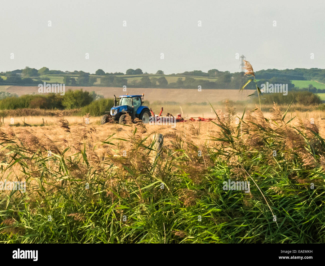 Autumn Harvest,country scene depicting a reed bank in foreground and ...