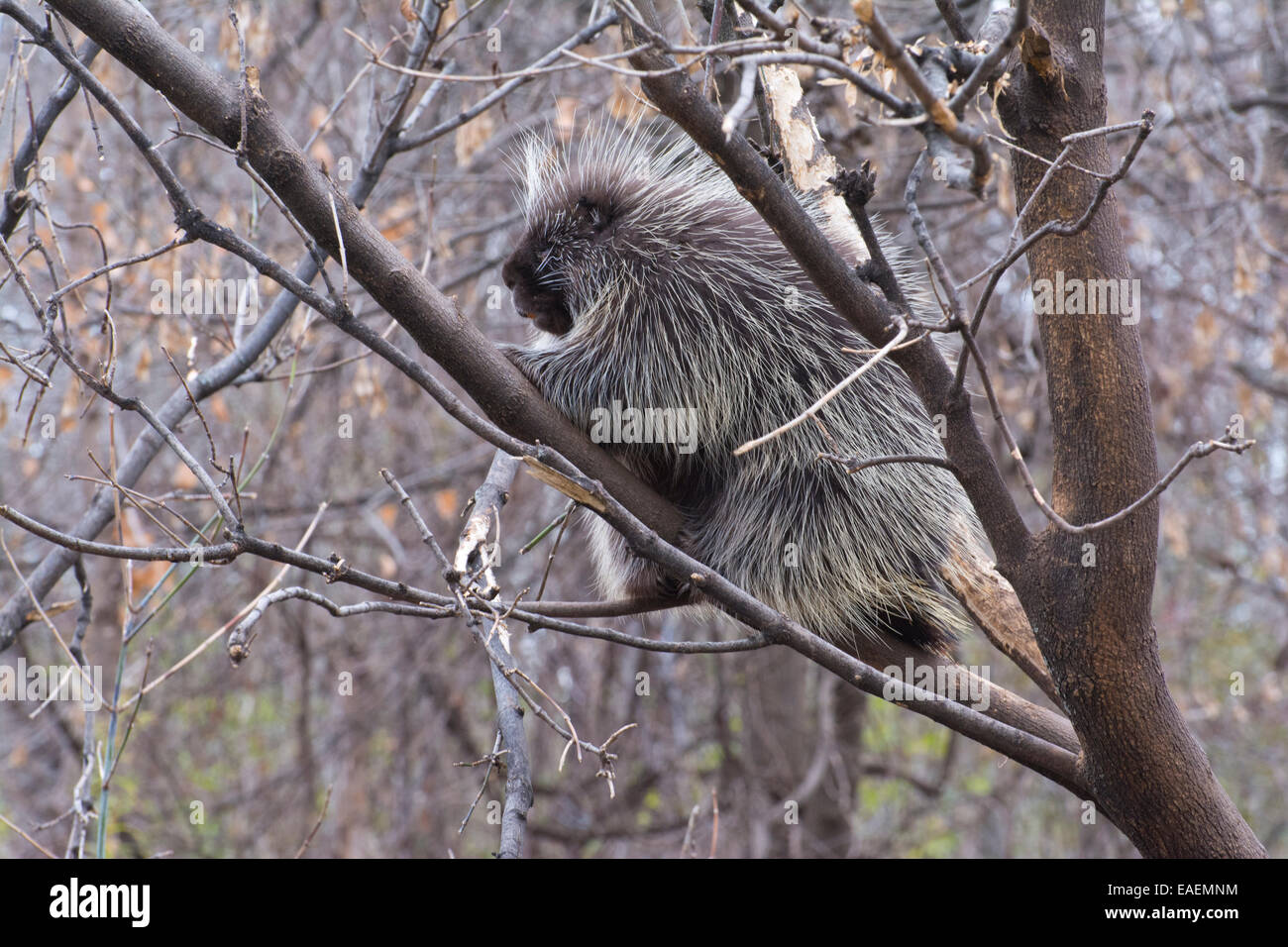A Canadian Porcupine. Stock Photo
