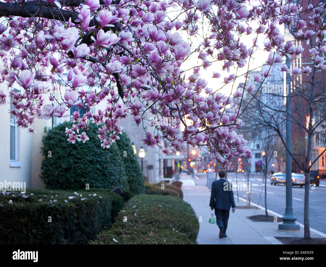 Flowering tree and Man walking down sidewalk in Washington D.C. at Spring time Stock Photo