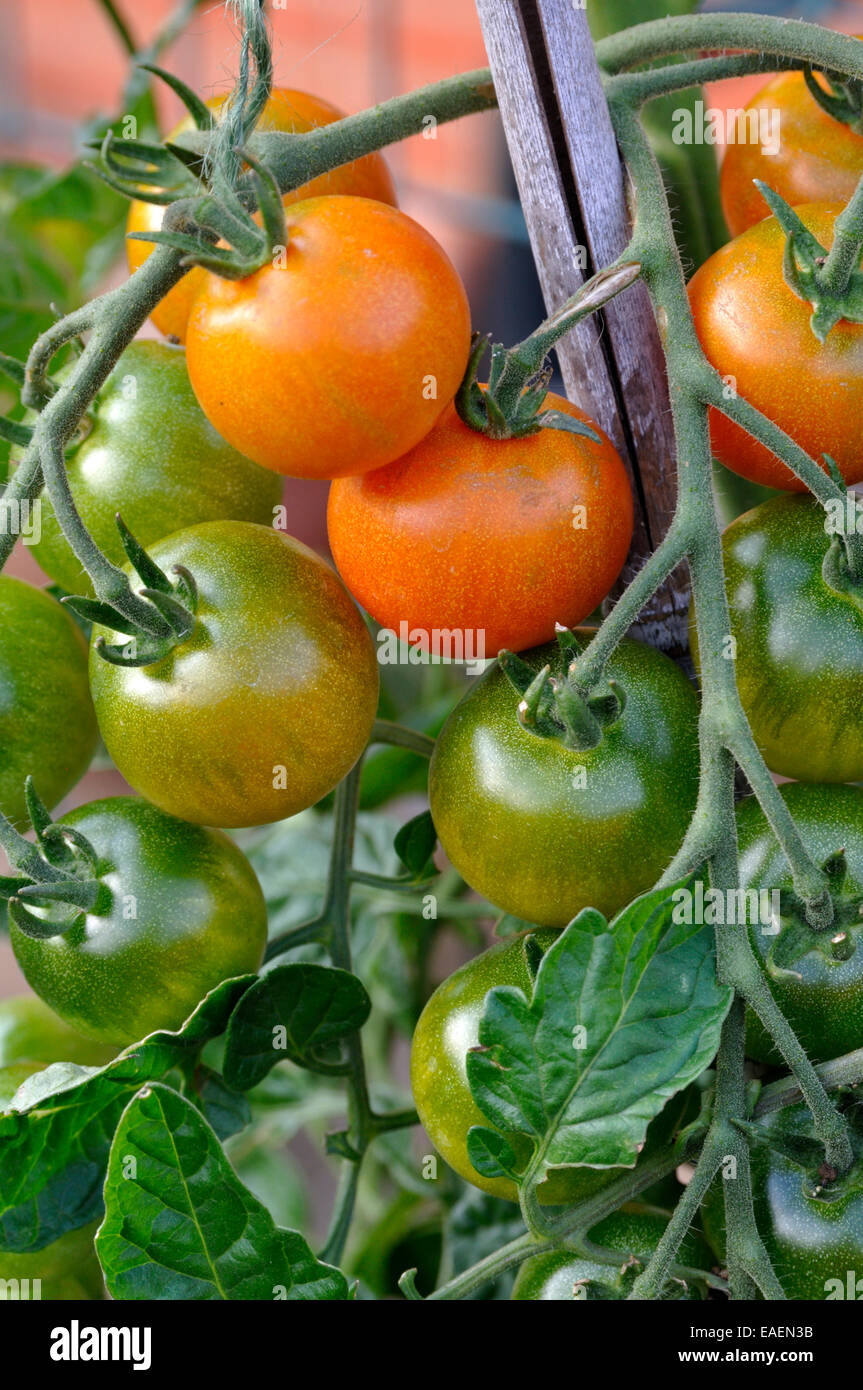 Closeup of Organic Gardeners Delight Tomatoes (Solanum Lycopersicum