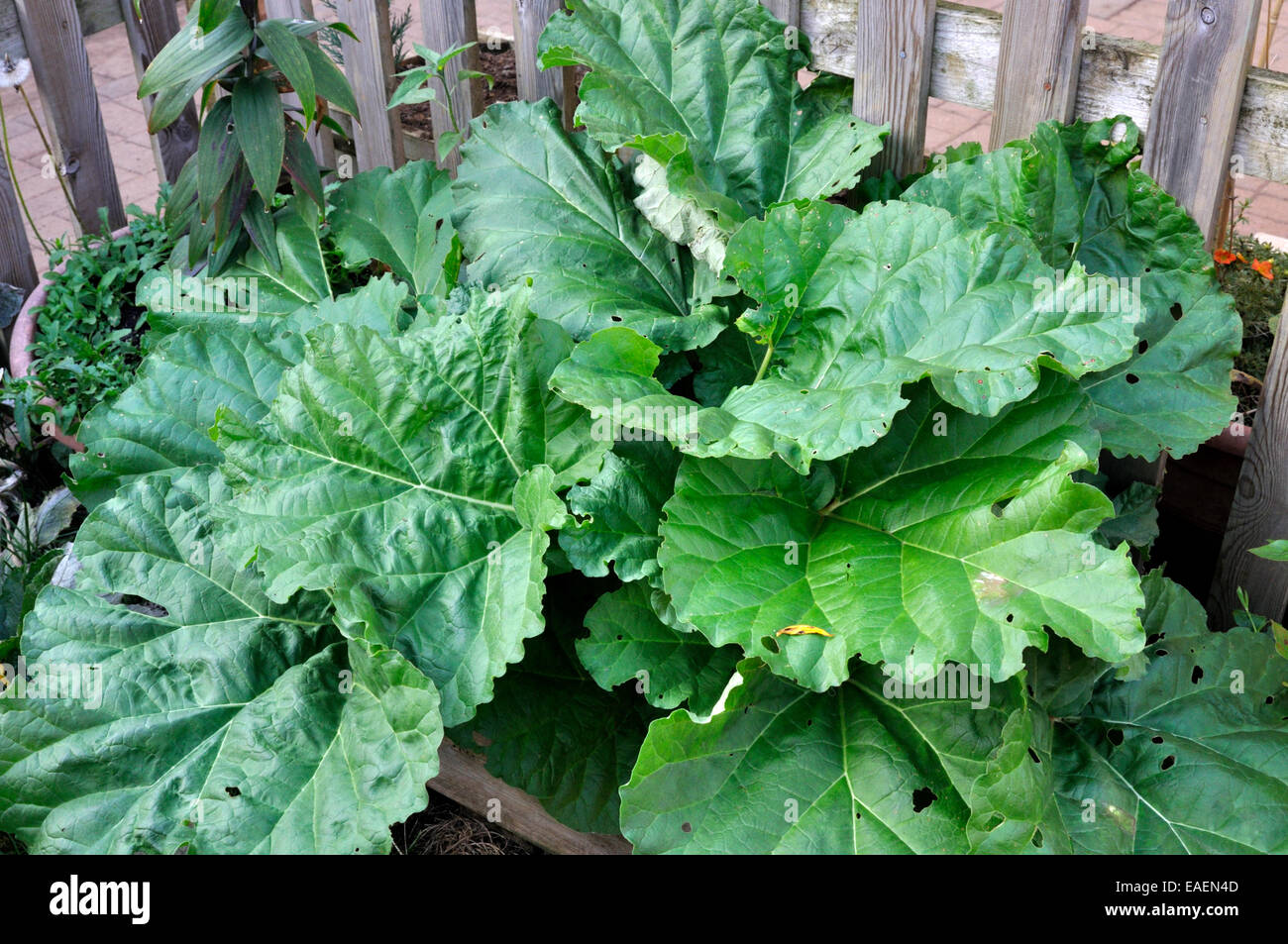 Organic Rhubarb growing in garden Stock Photo