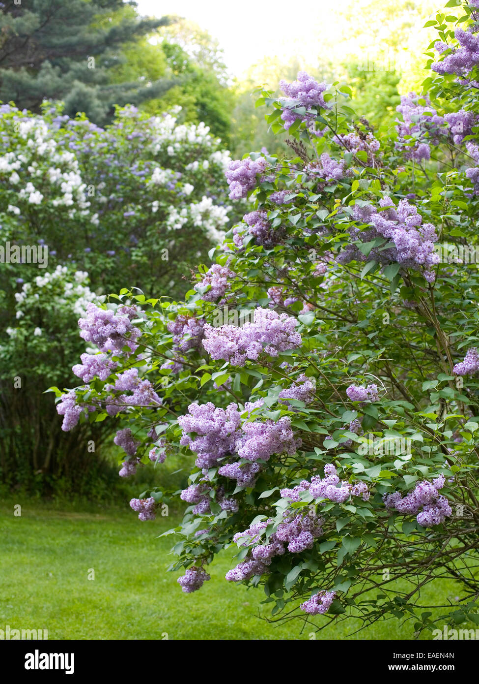 Lilacs in bloom in spring Stock Photo