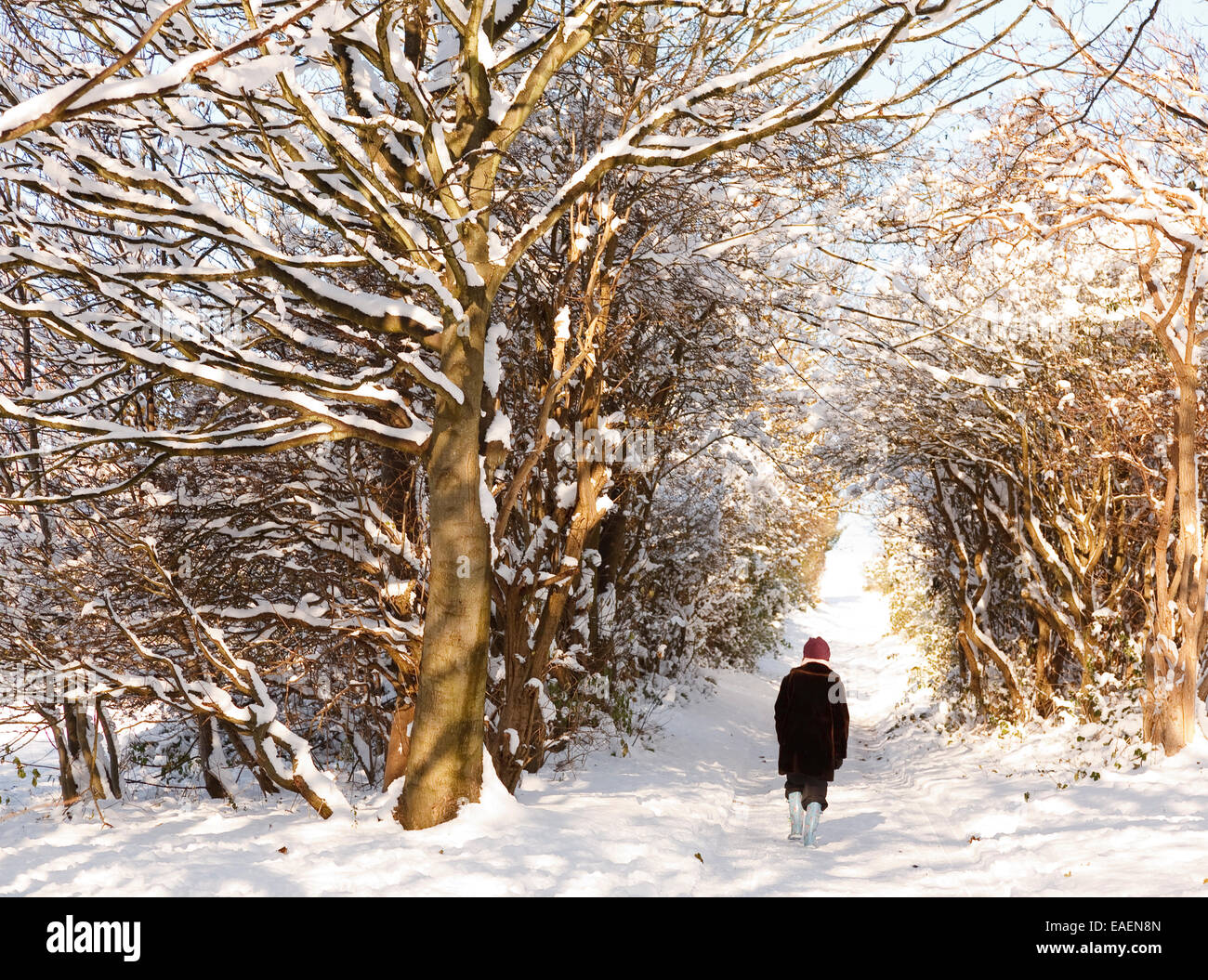 A snowy wintery scene at Bevendean Down Nature Reserve, Brighton Stock Photo