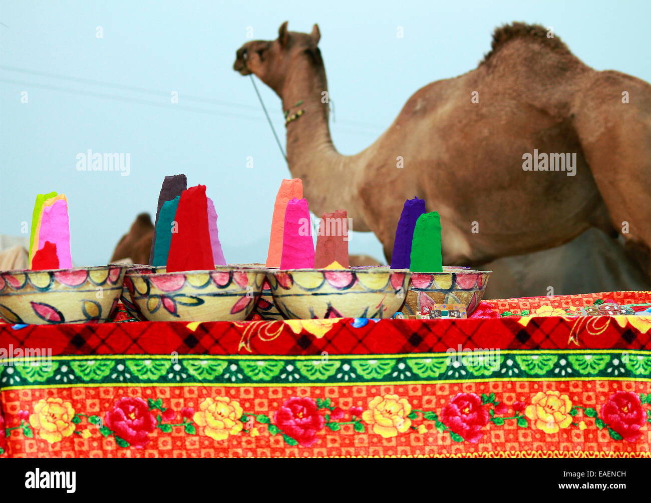 Camel animal color natural red yellow hi-res stock photography and images - Alamy Camel animal color natural red yellow hi-res stock photography and images - Alamy
