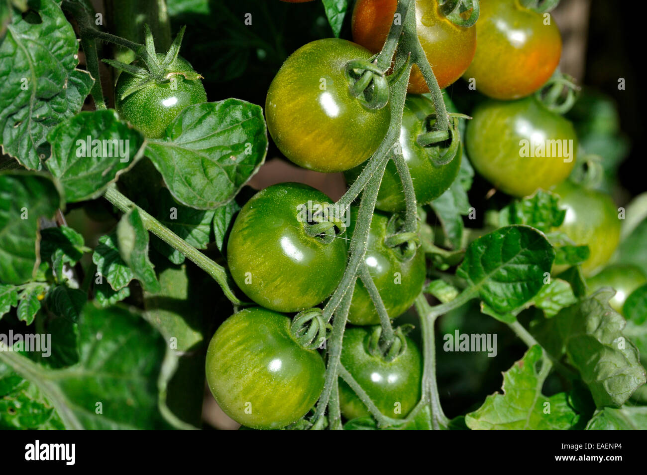 Gardeners delight tomatoes hires stock photography and images Alamy