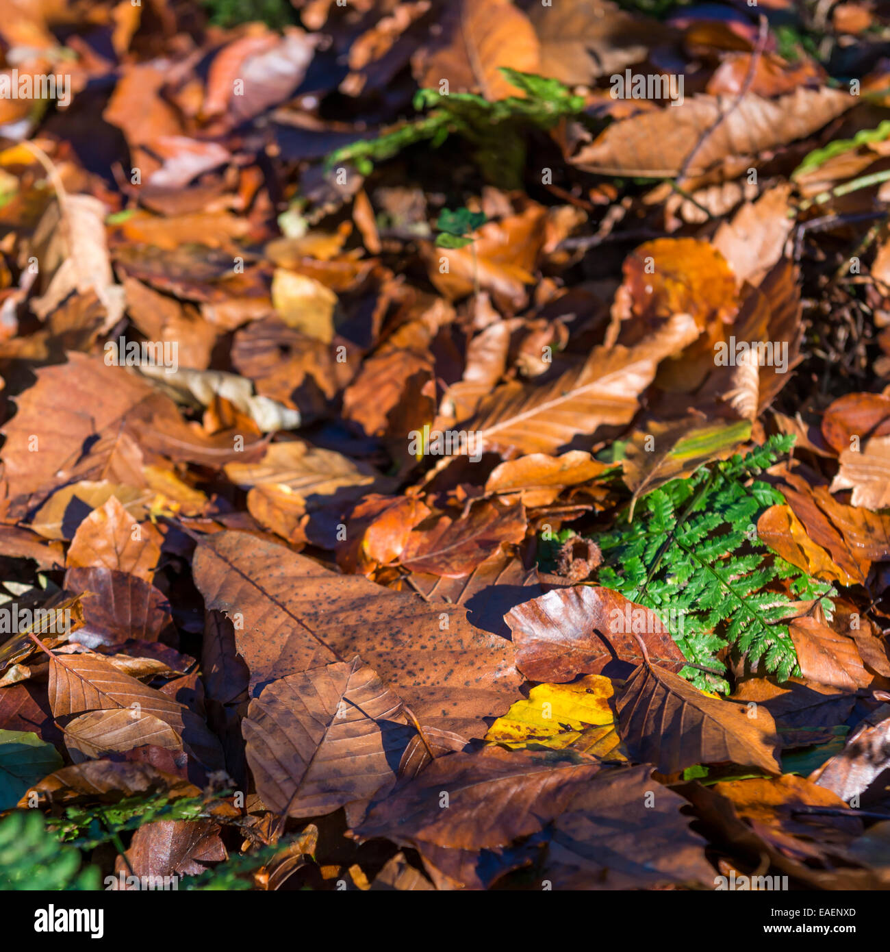 Closeup of Autumn leaves lying on the ground in the afternoon sun Stock ...