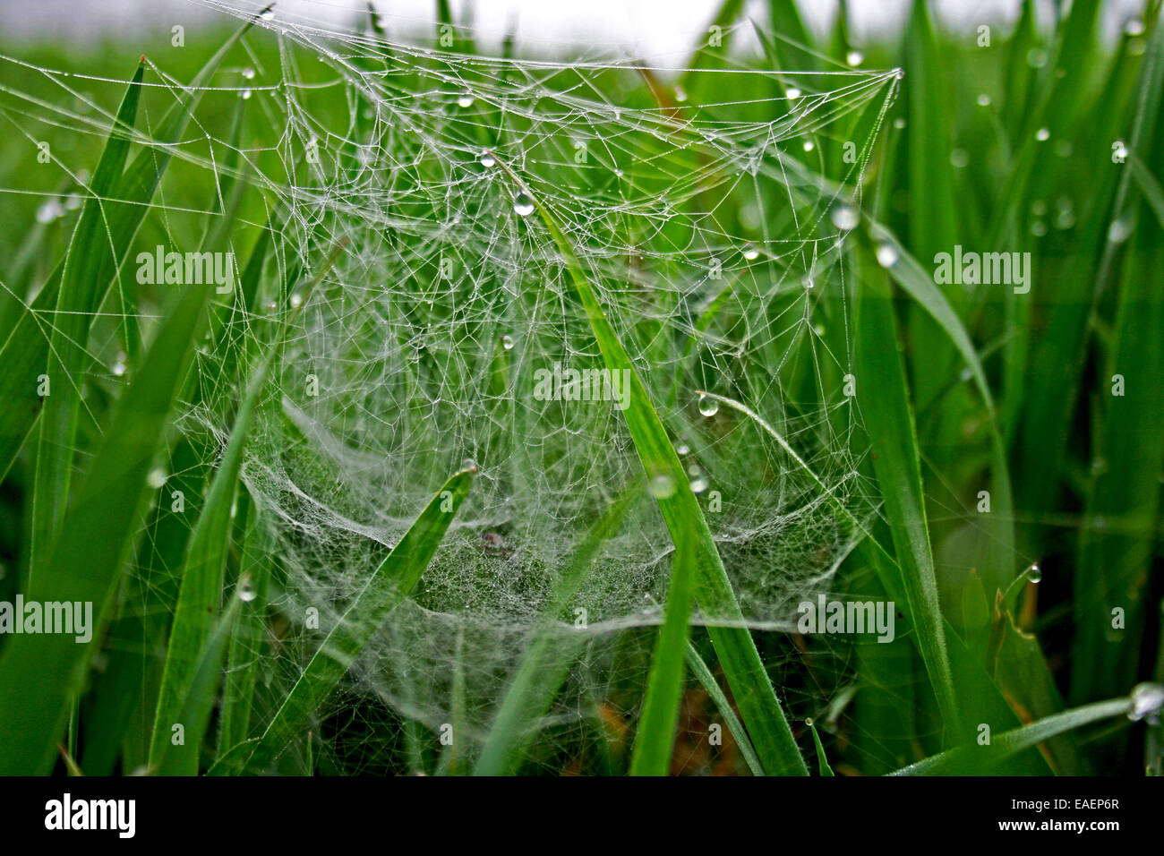 Spider web between the grass. Stock Photo