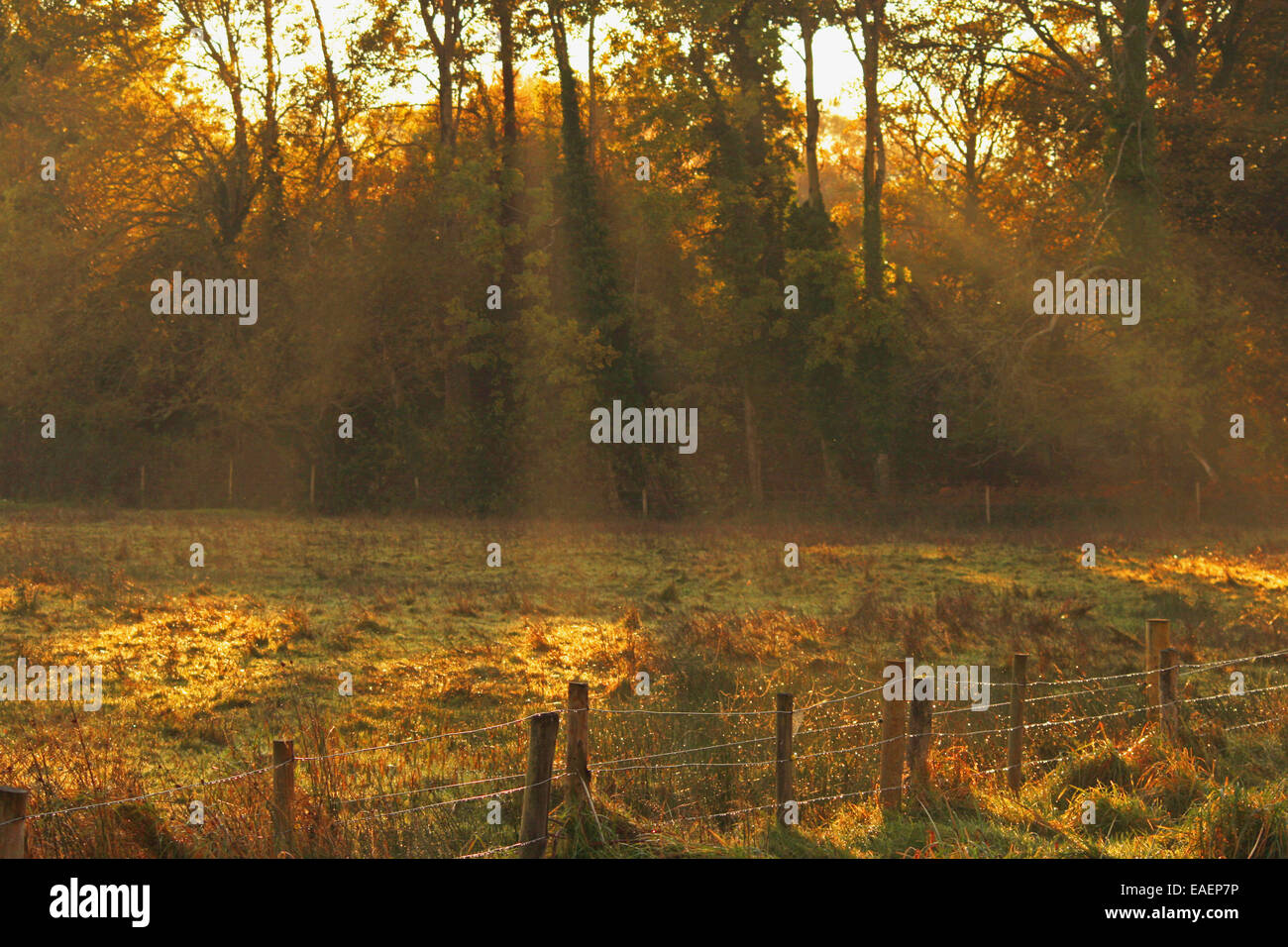 Sun rays through the trees. Killarney National Park, County of Kerry, Ireland. Stock Photo