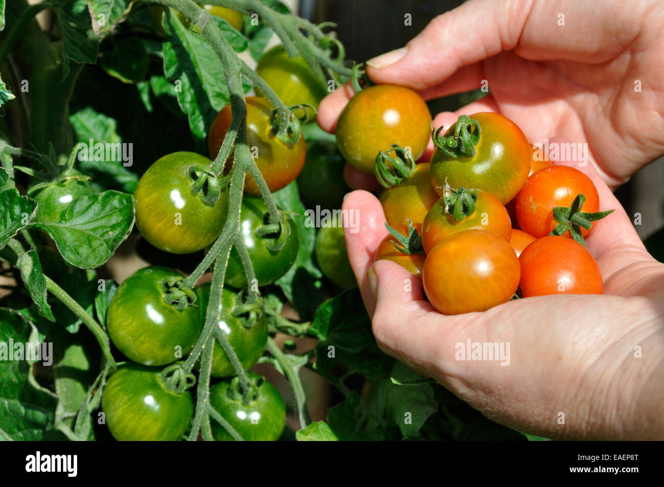 Gardeners delight tomatoes hires stock photography and images Alamy
