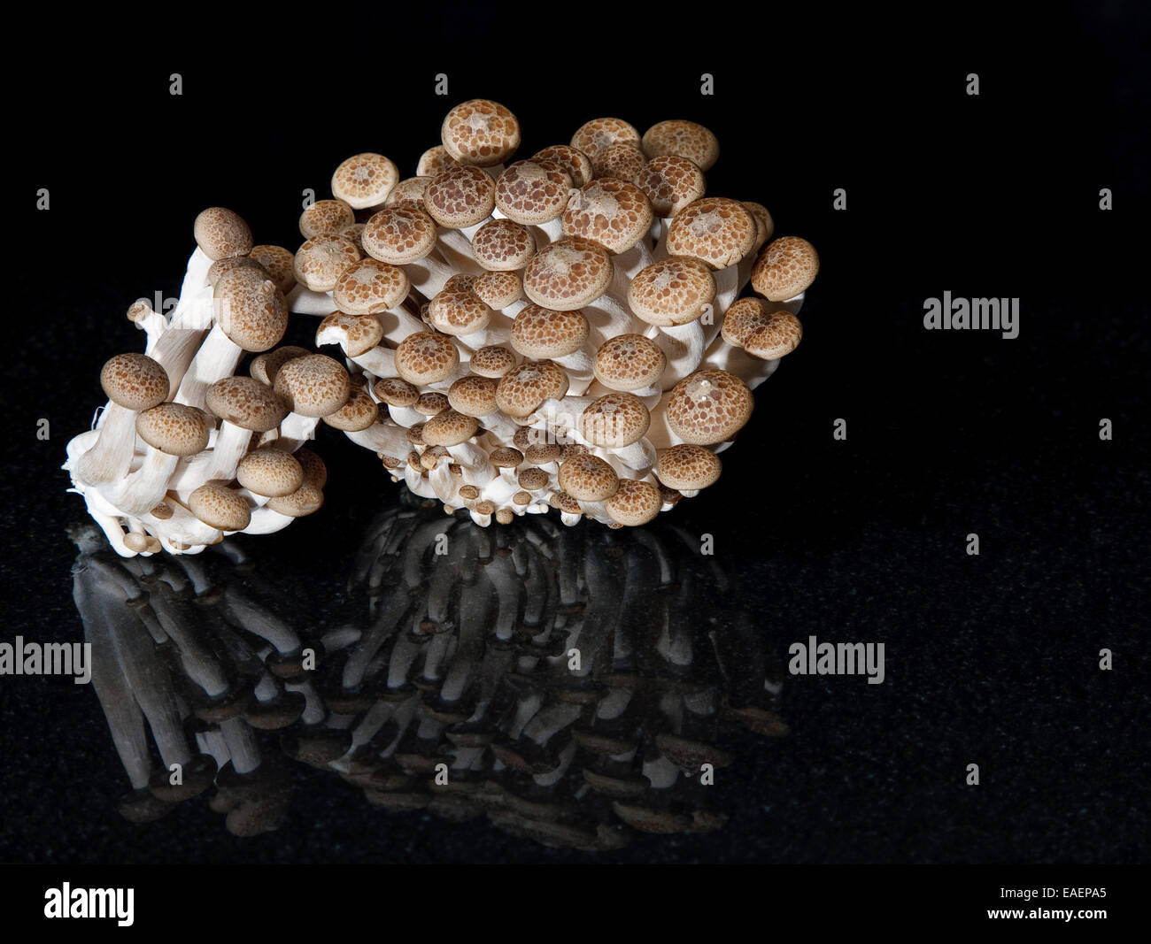 Brown Clamshell Mushroom High Resolution Stock Photography and Images