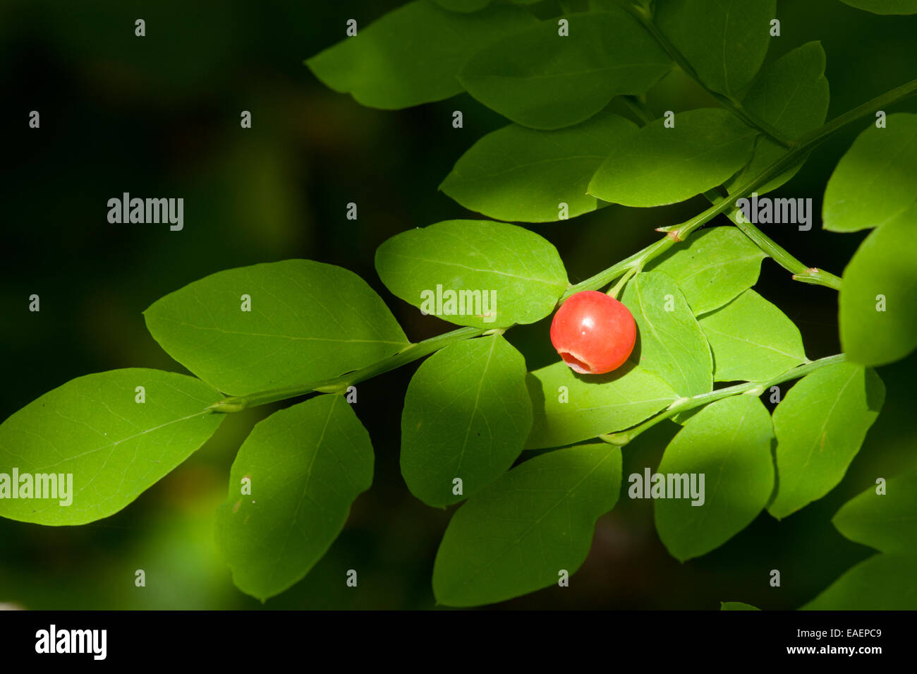 A red huckleberry (Vaccinium parvifolium) Stock Photo
