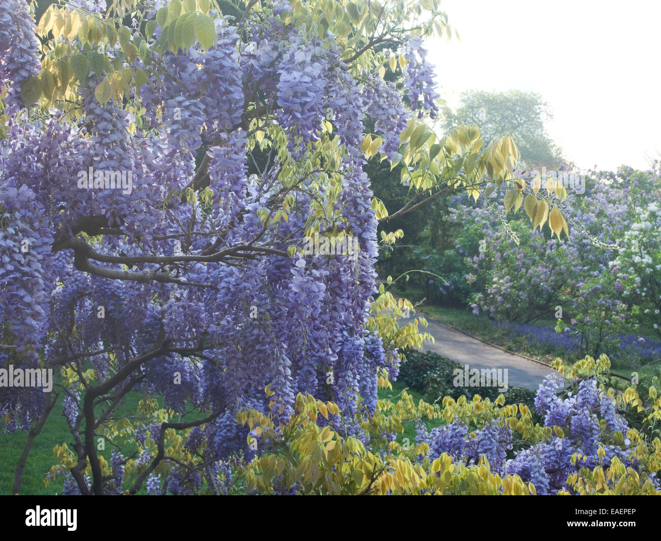Lavender Wisteria Tree in bloom in Spring garden Stock Photo